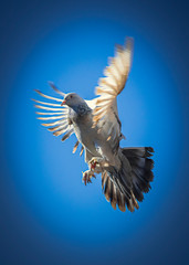 white dove, dove wings, sky birds, wings, bird, Pigeon,