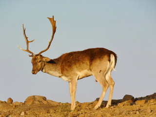 Fallow Deer Hirsch 1130733