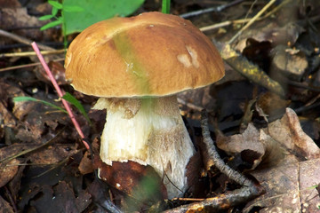Picking mushrooms in the forest
