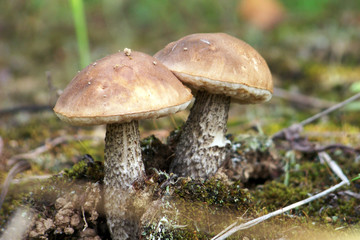 Picking mushrooms in the forest
