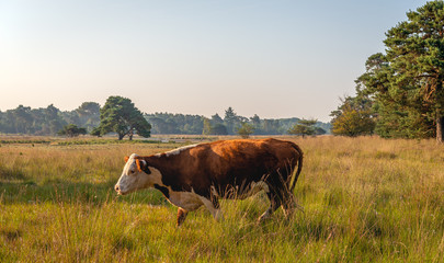 Hereford cow walking in a Dutch nature reserve