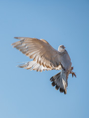 white dove, dove wings, sky birds, wings, bird, Pigeon,