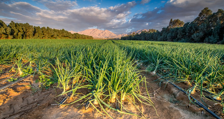 Agricultural field with ripe green onions  in desert areas of the Middle East