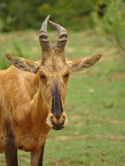 Junge Rote Kuhantilope 485