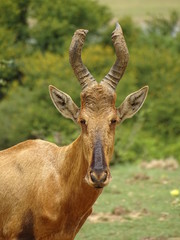 Rote Kuhantilope 484