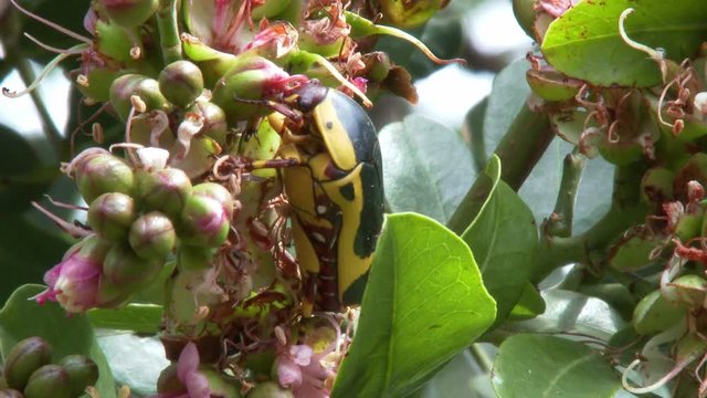 A yellow and black Fruit Chafer beetle eating buds in a tree
