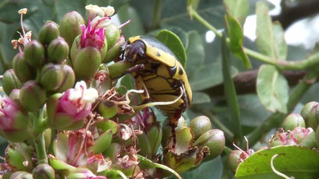 Close up of a yellow and black fruit eating beetle chewing on buds