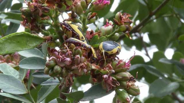 Three fruit eating beetles cling to  flowering buds high in a tree, close up