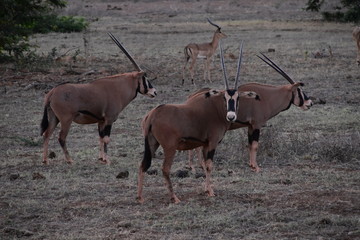 Oryxantilopen