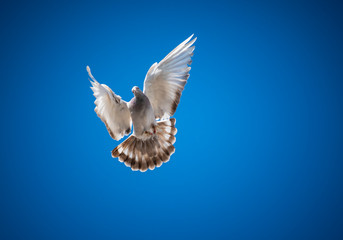 white dove, dove wings, sky birds, wings, bird, Pigeon,