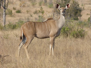 Antilope