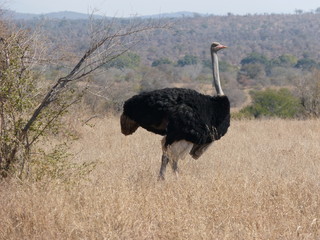 Autruche © Dada