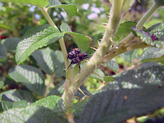 Red beetles on a rose bush