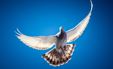 white dove, dove wings, sky birds, wings, bird, Pigeon,