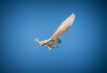 white dove, dove wings, sky birds, wings, bird, Pigeon,