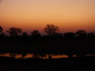 Fototapeta premium Kruger parc
