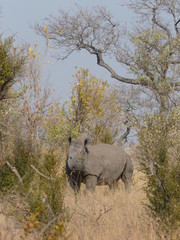 Rhinoceros