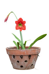 Red hippeastrum or amaryllis flower bloom in brown pot isolated on white background included clipping path. 