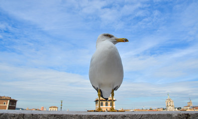 Big seagull sitting on concrete border