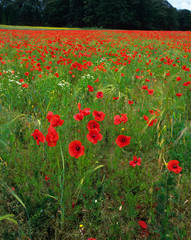 Papaver rhoeas, Corn poppy flowering in the English countryside