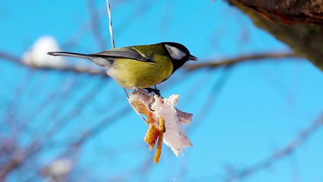 Blue tit bird eating from a fat in winter