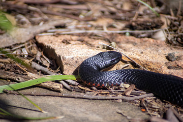 Red bellied black snake, Sydney, NSW, Australia