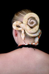 Snake on female head. Non poisonous Boa constrictor albino species of snake slithering and crawls...