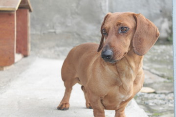 dachshund такса