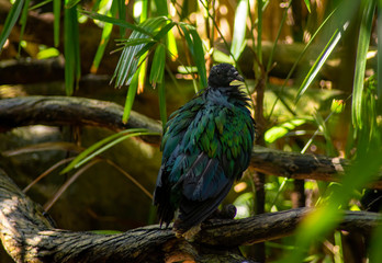 Nicobar pigeon amongst the  undergrowth