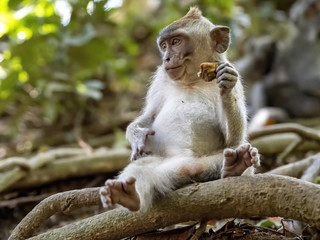 The young Long-tailed Macaque, Macaca fascicularis, eats a small piece of fruit. Ubud, Indonesia.