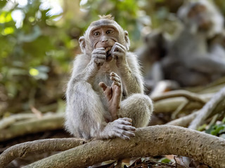 The young Long-tailed Macaque, Macaca fascicularis, eats a small piece of fruit. Ubud, Indonesia.
