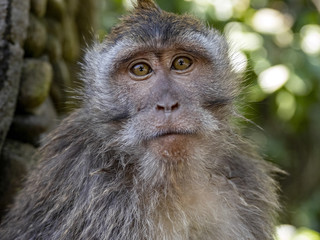 Portrait of a curious Long-tailed Macaque, Macaca fascicularis. Ubud, Indonesia.