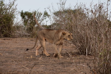 Naklejka premium Löwenmutter