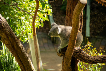 Koala bear on a sunny day, Sydney, NSW, Australia
