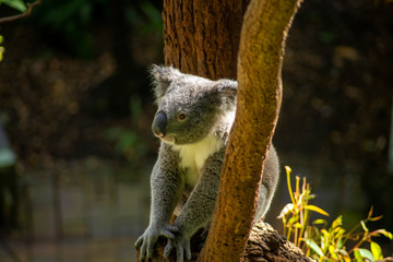 Koala bear on a sunny day, Sydney, NSW, Australia