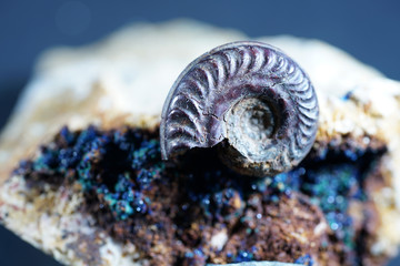 Ammonite is a fossilization of a squid enclosure, photographed with macro lens in studio