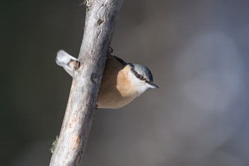 The wonderful nuthatch (Sitta europaea)
