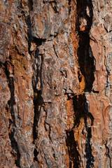 old wood texture of bark of tree