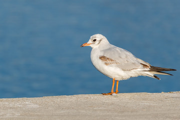 A White Seagull Resting on the Wharf near the Lake on a Sunny Winter Day