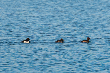 Three Tufted Ducks Swimming in a Row on the Lake