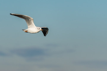 A White Gull Flying above the Lake on a Sunny Winter Day with Few Clouds on the Sky