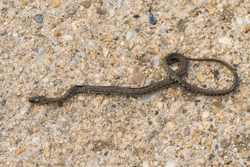 A Dead Water Snake Abandoned on the Asphalt near the Lake on a Cold Winter Day