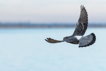 A Pigeon Gracefully Flying above the Lake at Dawn