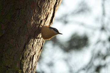 Ein Kleiber klettert kopfüber einen schrägen Baum herunter im Gegenlicht im Herbst, Sitta europaea