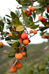 Arbutus unedo fruits. Moneglia. Liguria. Italy