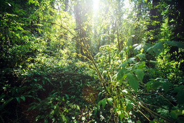 Old trees with lichen and moss in Russian forest