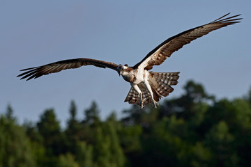 Osprey (Pandion haliaetus)