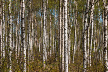 Birch tree trunks