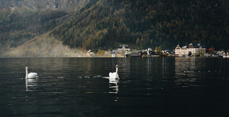 Fototapeta na wymiar Beautiful swan on the pond in spring time