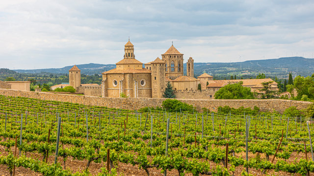 View over vineyard to monastery of Poblet in Spain in summer